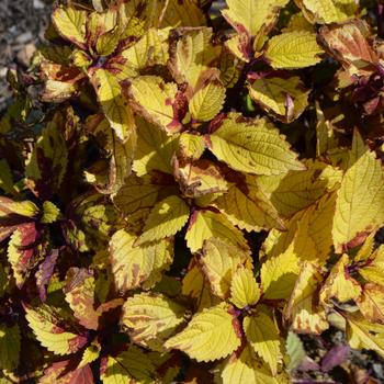 Coleus scutellarioides 'Pineapple Beauty' 