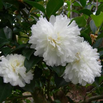 Camellia sasanqua October Magic® 'Ivory'