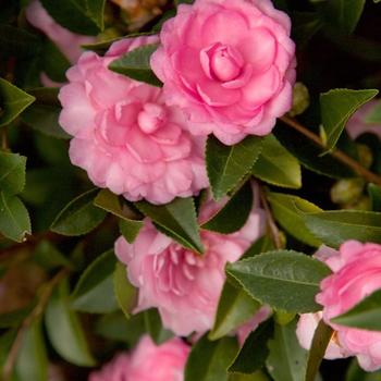 Camellia sasanqua October Magic® 'Pink Perplexion'
