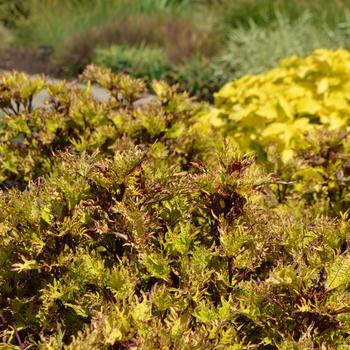 Coleus scutellarioides 'Lemon Sunsation'