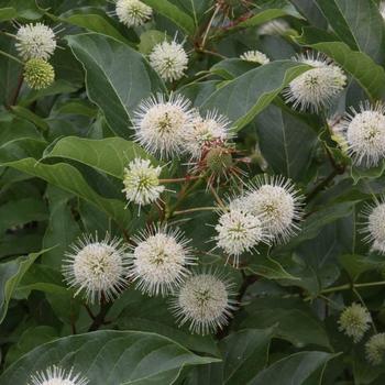 Cephalanthus occidentalis 'Magical® Moonlight'