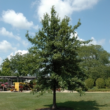 Quercus imbricaria