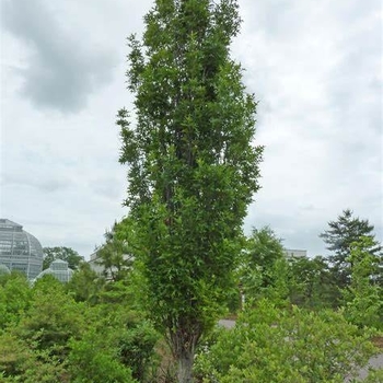 Quercus palustris 'Pringreen' 