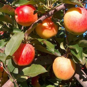 Malus domestica 'Gala' 