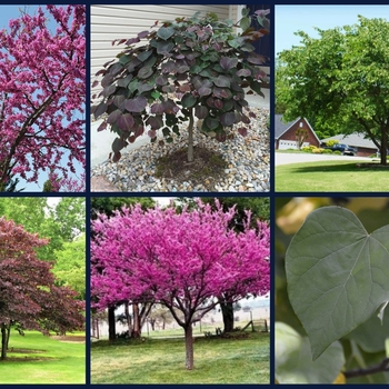 Cercis canadensis var. texensis