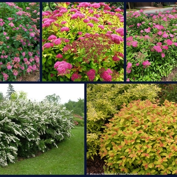 Spiraea japonica var. albiflora