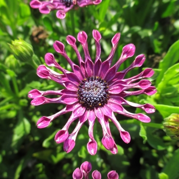 Osteospermum 'Pink Spoon' 