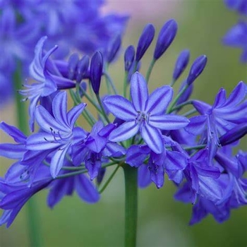 Agapanthus 'ATIBlu' PP14332