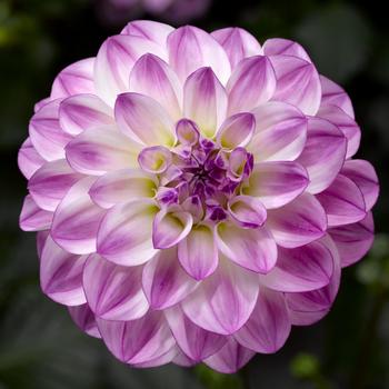 Dahlia Grandalia™ Lavender Ice