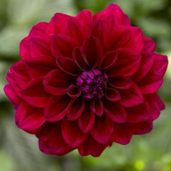 Dahlia 