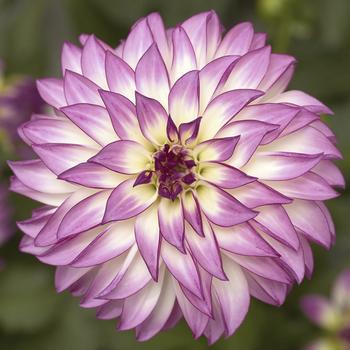 Dahlia Grandalia™ Pink Ice