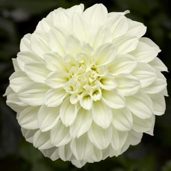 Dahlia 