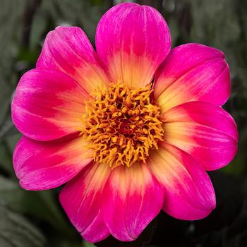 Dahlia 