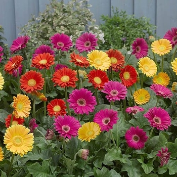 Gerbera 'Garvinea® 'Sophie'' 