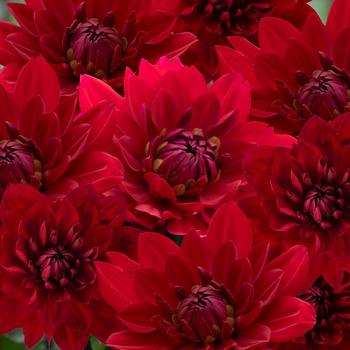 Dahlia 'Karma Amora Bright Scarlet'