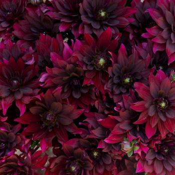 Dahlia 'Karma Cabernet'