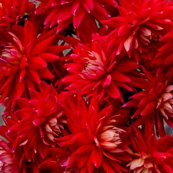 Dahlia 'Karma Corona Red' 