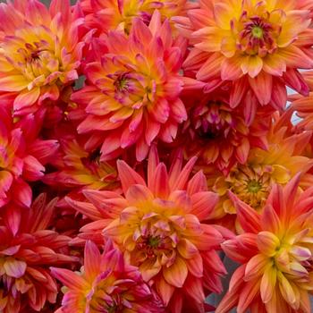 Dahlia 'Karma Corona Yellow Bronze Bicolor' 