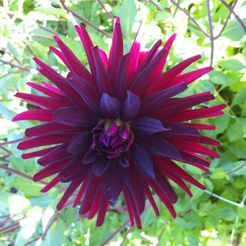 Dahlia 'Chat Noir' 