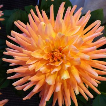 Dahlia 'Henriette' 