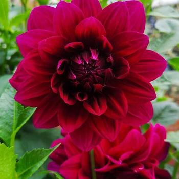 Dahlia 'Admiral Rawlings' 