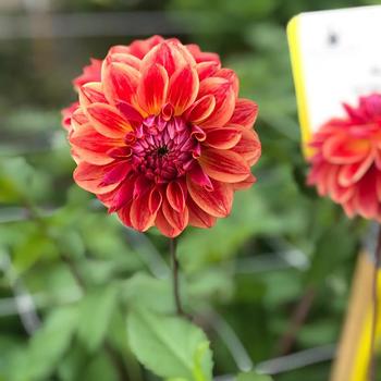 Dahlia 'All That Jazz' 