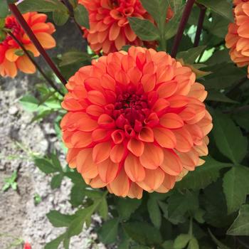 Dahlia 'American Sunset'