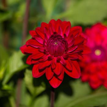 Dahlia 'Anna Cornelia' 