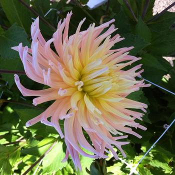 Dahlia 'Apricot Star'