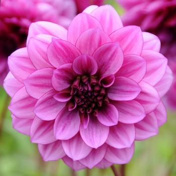 Dahlia 'Blue Bell'