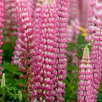 Lupinus 'Popsicle Pink' 