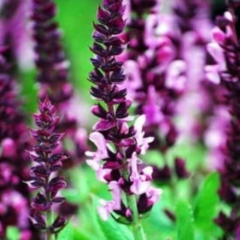 Salvia nemorosa 'Sensation Deep Rose' 