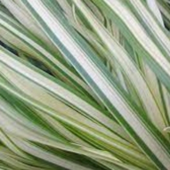 Calamagrostis x acutiflora 'Lightning Strike' 