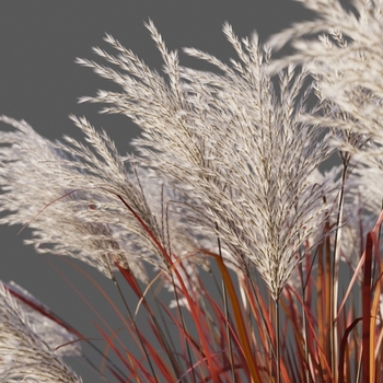 Miscanthus sinensis 'Autumn Red' 