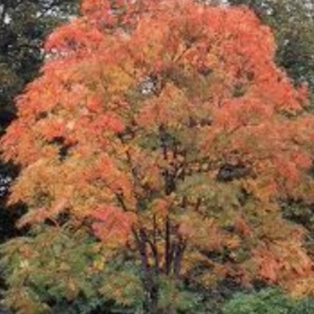 Sorbus aucuparia 'Black Hawk' 