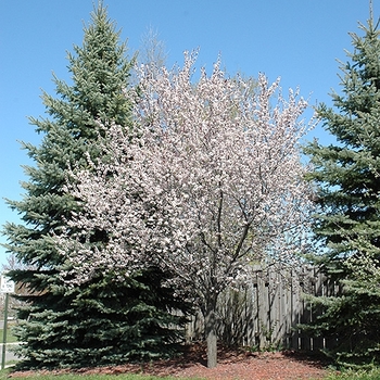 Prunus cerasifera 'Newport' 