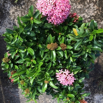 Ixora taiwanensis 'Petite Pink' 