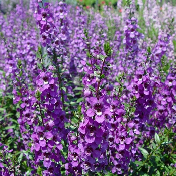Angelonia angustifolia 'Purple' 