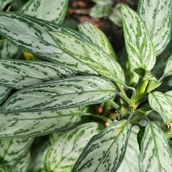 Aglaonema 