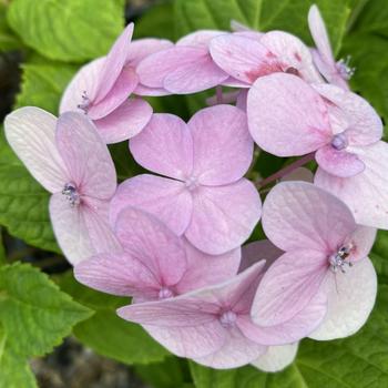 Hydrangea macrophylla 'Pink Elf®' Pia