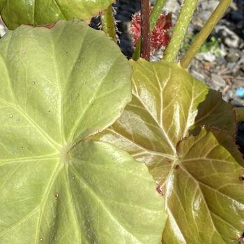 Begonia 'Freddie' 