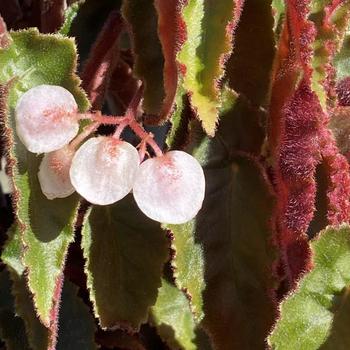 Begonia 'Ramirez' 