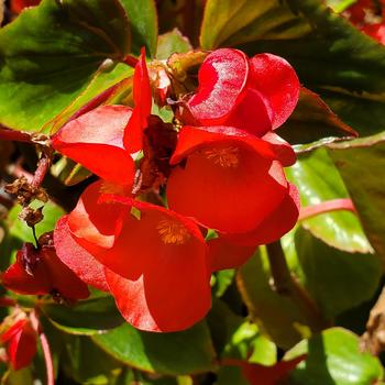 Begonia 'Series' 