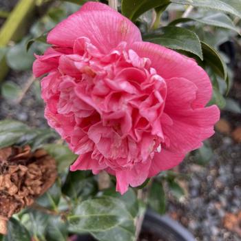 Camellia japonica 'Carter's Sunburst' 