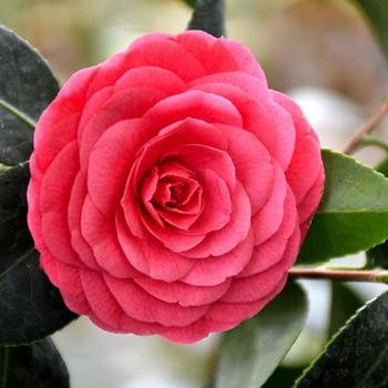 Camellia japonica 'Nuccio's Gem' 