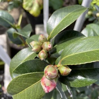 Camellia japonica 'Bob Hope' 