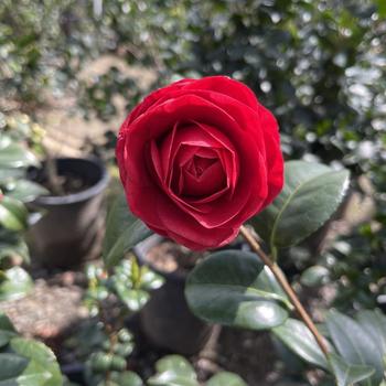 Camellia japonica 'Tom Knudsen' 