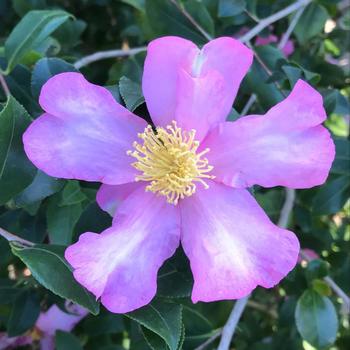 Camellia sasanqua 'Cleopatra' 