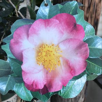 Camellia sasanqua 'Apple Blossom' 