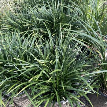 Liriope gigantea